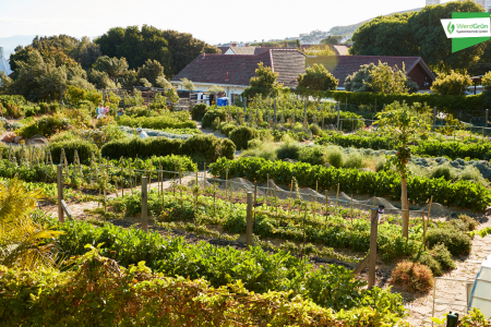 Kleingarten, häußchen im hintergrund